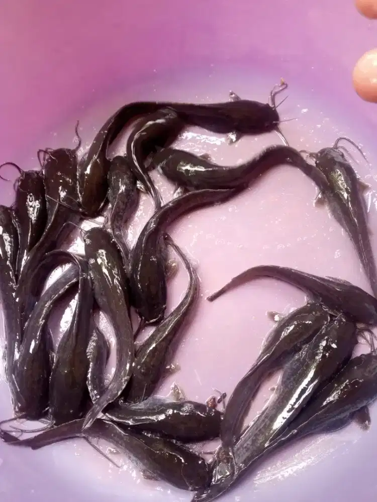 ikan lele 10- 11 cm  per 100 ekor