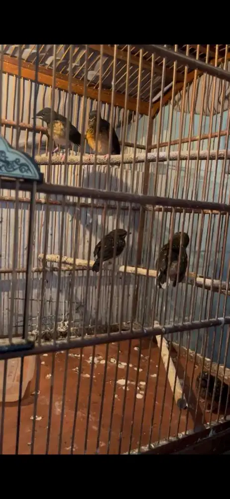 Anakan Murai Batu Betina Trah Ekor 28