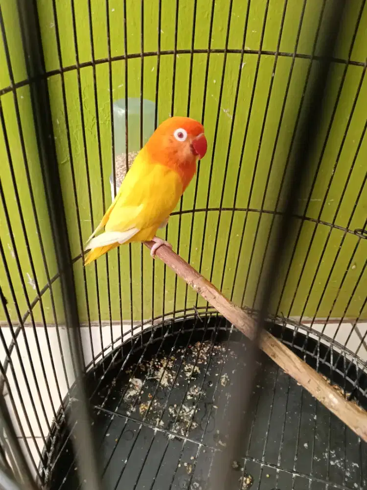 Burung lovebird