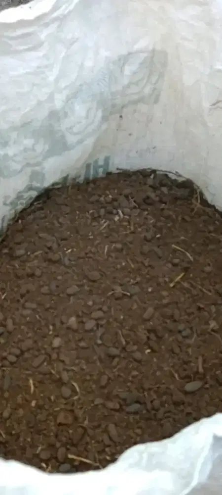 Pupuk segala tanaman kohe kambing hasil memuaskan