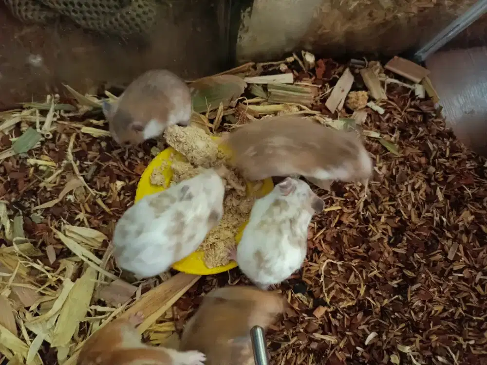 Dijual Murah Anak Hamster Syrian