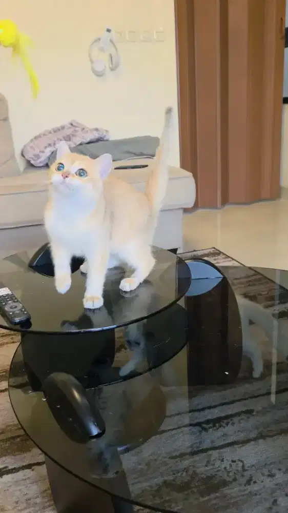 Kitten British Shorthair Jantan BSH Golden