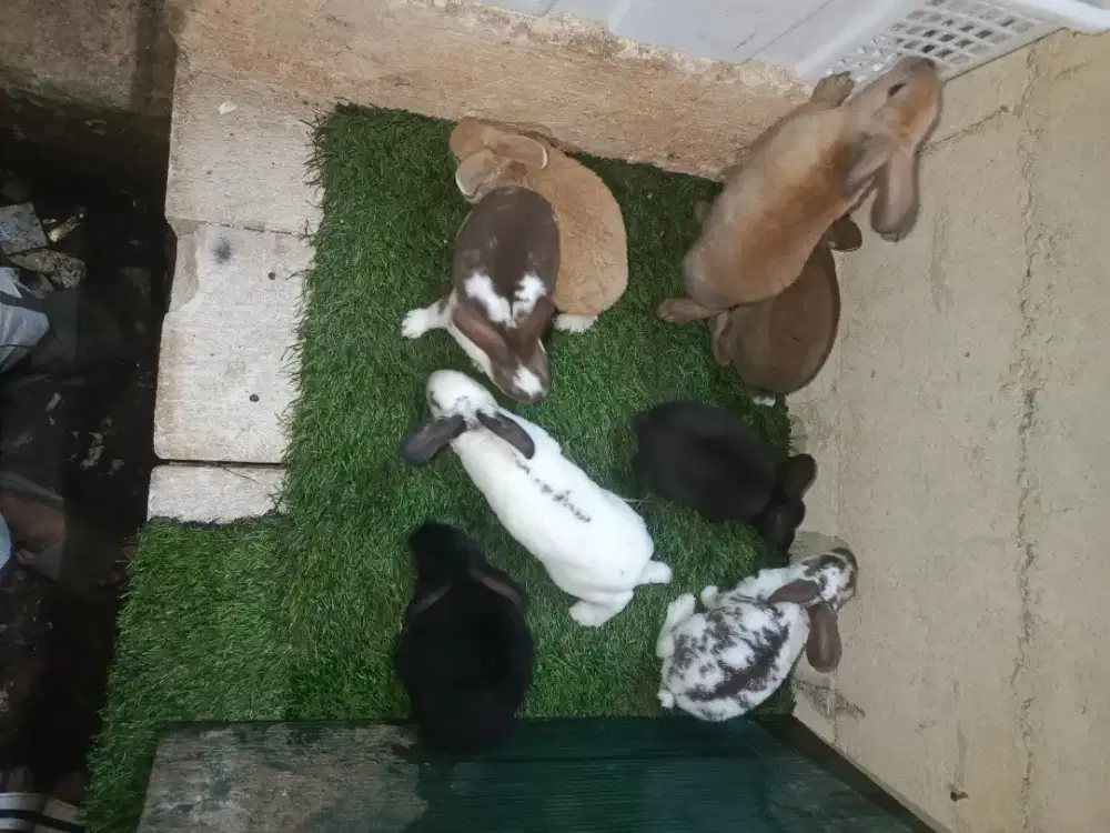Kelinci jenis REX