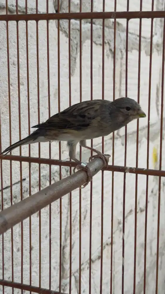 Burung kenari F1sf betina siapan