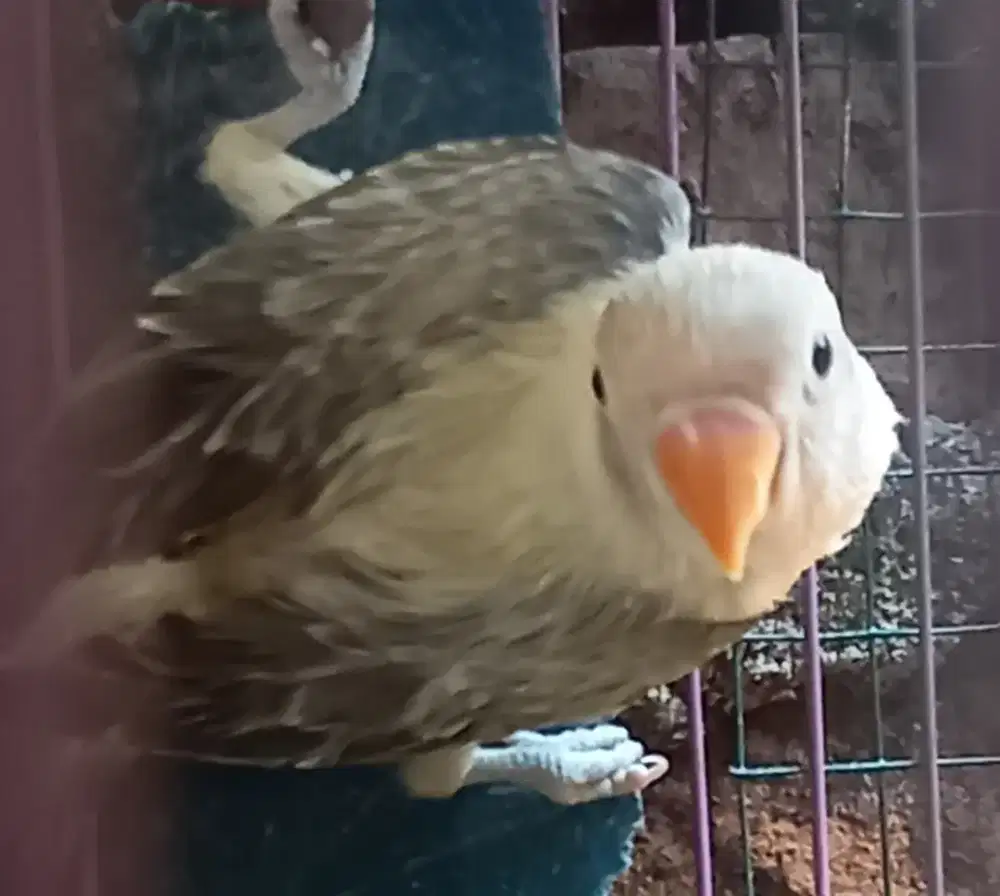 LOVEBIRD BIOLA EWING MOUVE PAUD