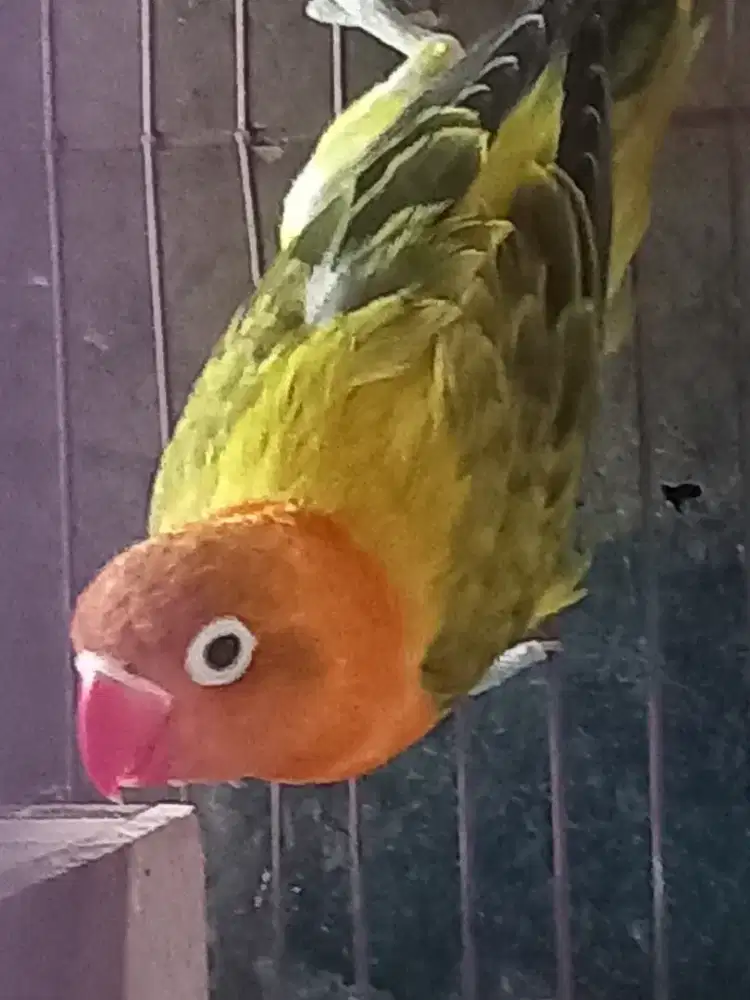 LOVEBIRD BIOLA EWING GOLD PAUD