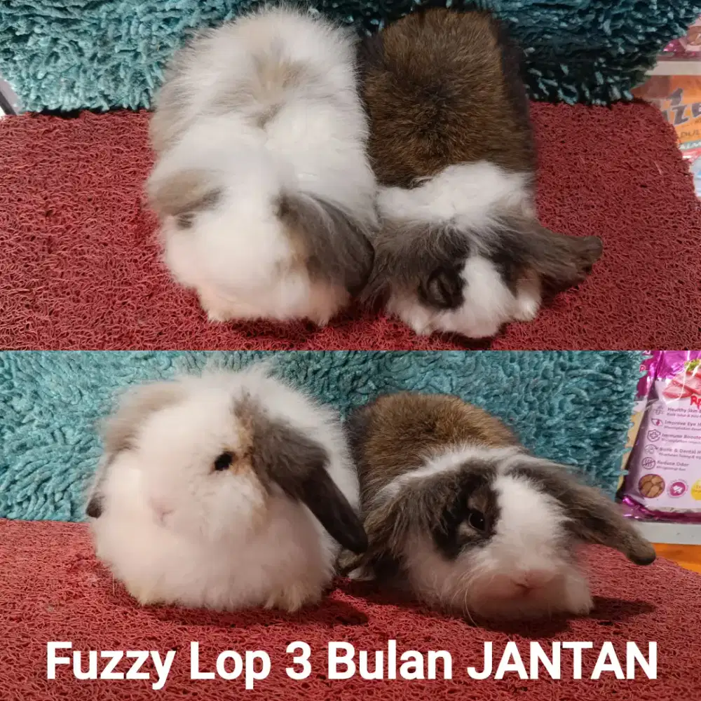 Anakan Kelinci Fuzzy Lop usia 3 Bulan