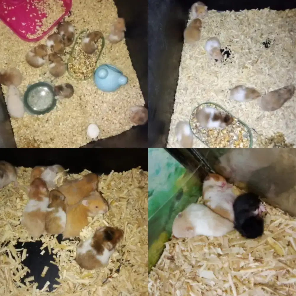 Hamster sirian anak