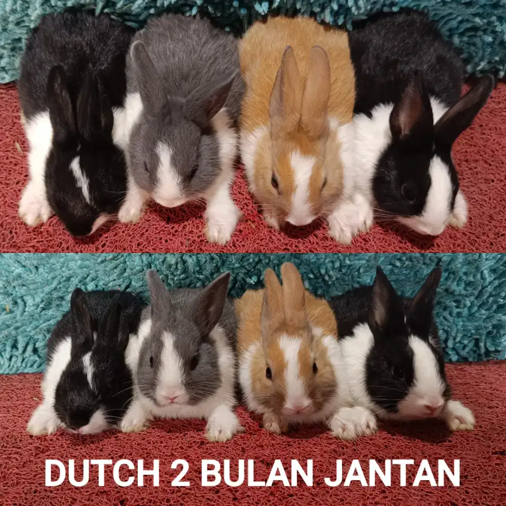 Anakan Kelinci Dutch usia 2 bulan bulan lebih
