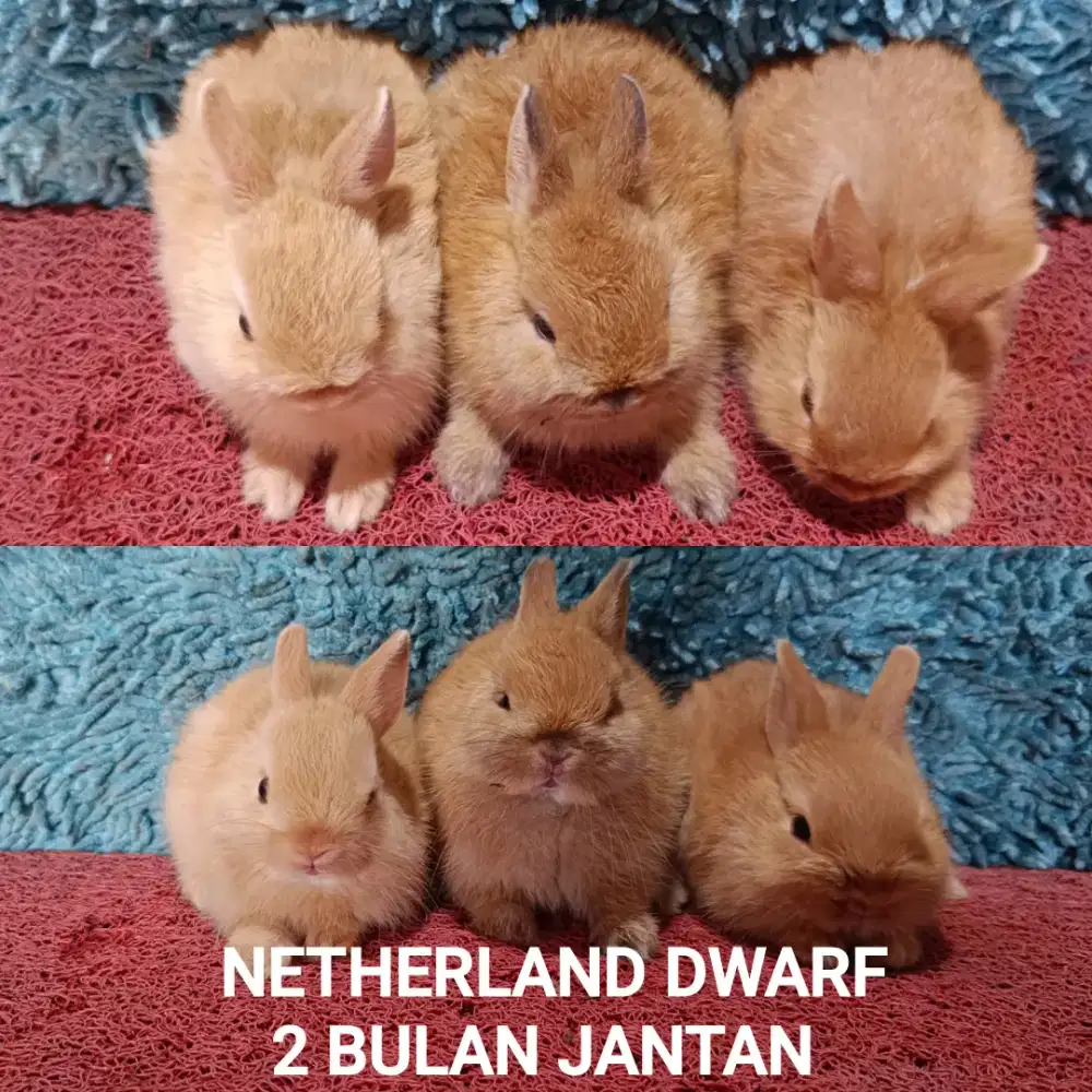 Anakan kelinci Netherland Dwarf 2 bulan warna oren