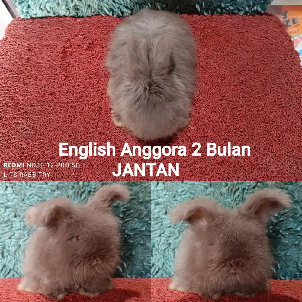 Anakan Kelinci English Anggora usia 2 bulan lebih