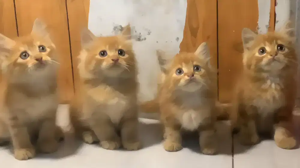 Kucing kitten persia mix mainecoon 4 ekor / himalaya / anggora