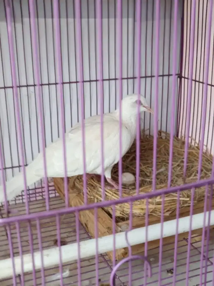 Tekukur albino mata merah betina udah nelor sendiri terus..