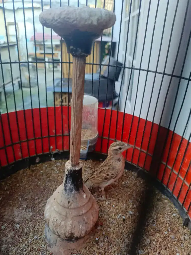 Branjangan short toed lark baru rapih mabung..
