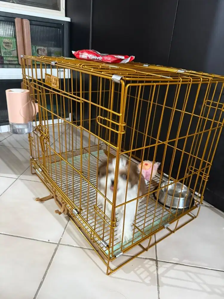 Anjing shitzu betina umur 2 bulan