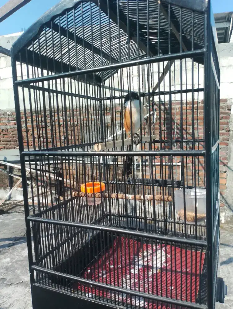 Cendet pilis tebal