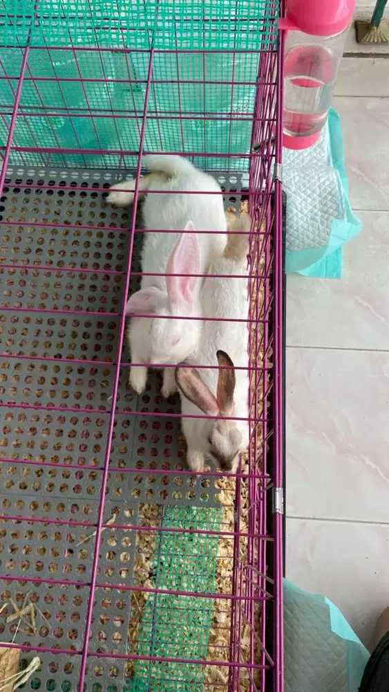 Yuk ada jual Kelinci