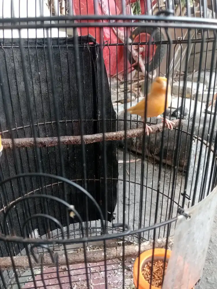 Kenari loper murah
