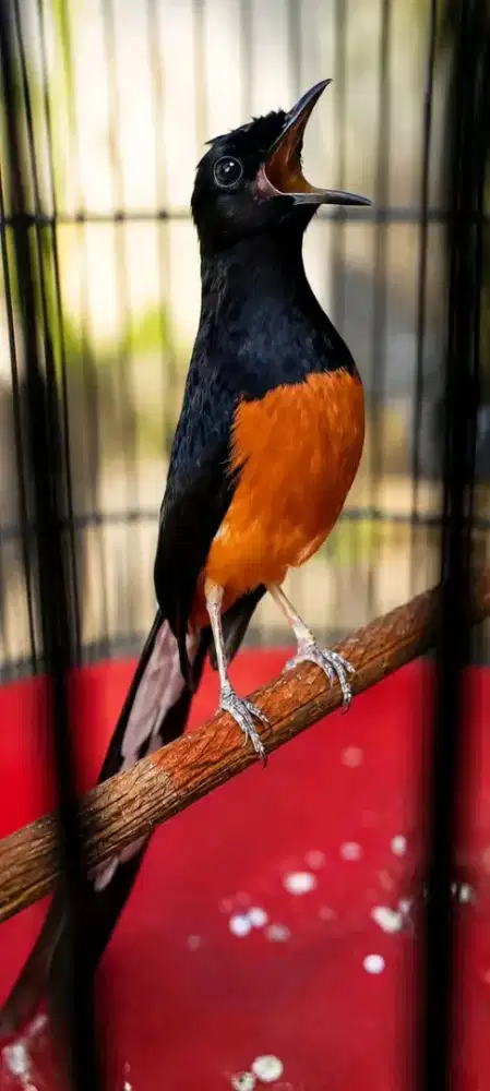 murai batu MH mapan rawatan lama