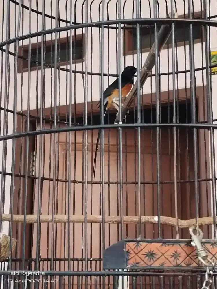 Murai batu 5x ngurak