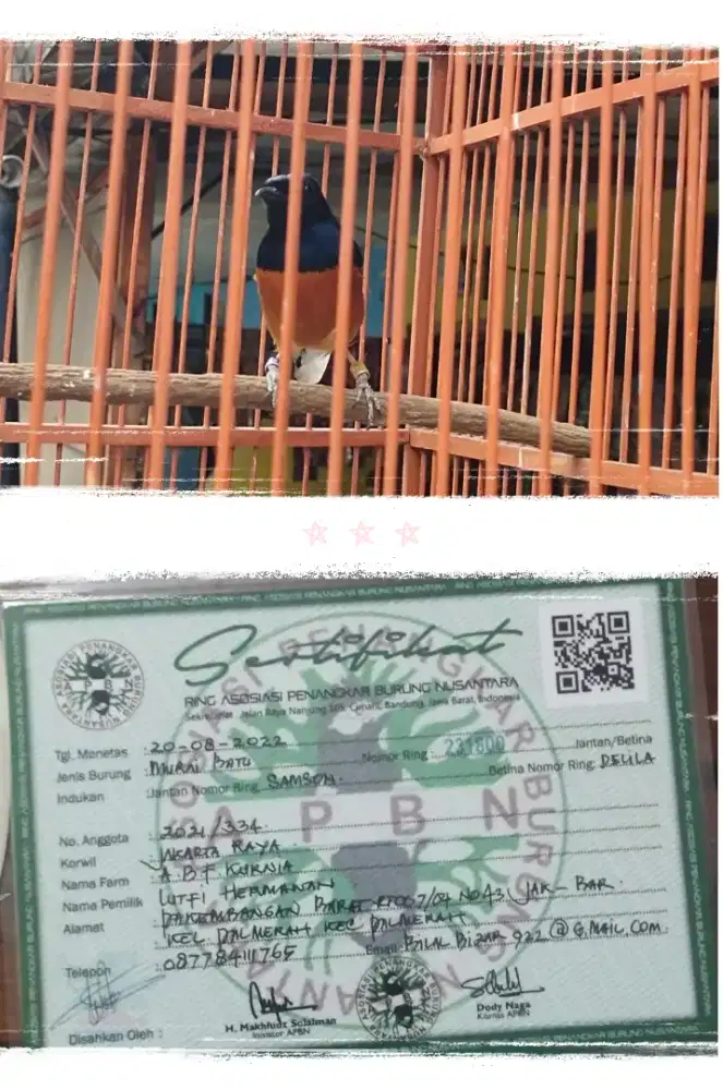 Murai batu ring apbn gacor