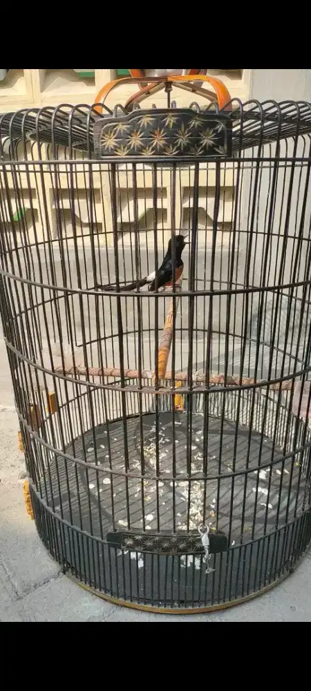 Murai batu gacor