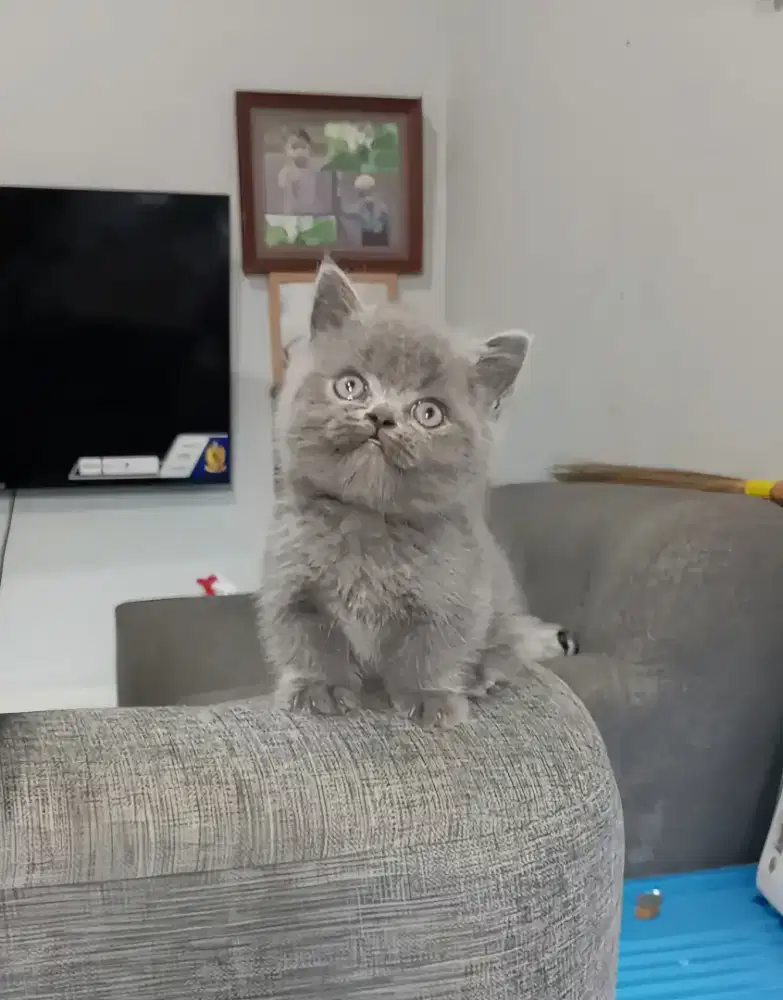 MUNCHKIN BSH BLUE