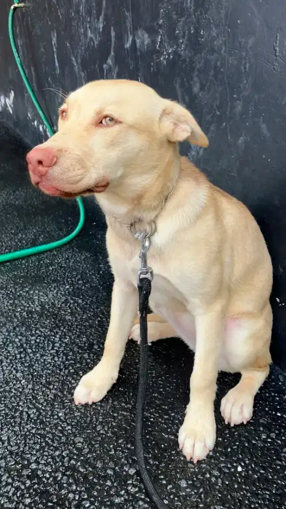 Anakan Anjing Puppy Usia 6 Bulan Mix Pitbull & Siberian Husky