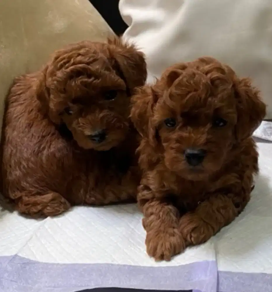 Toy Poodle superred jantan 2 ekor