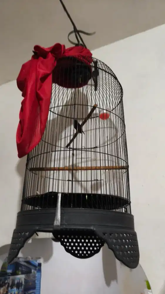 Burung kolibri ninja bunyi rajin fullset joss