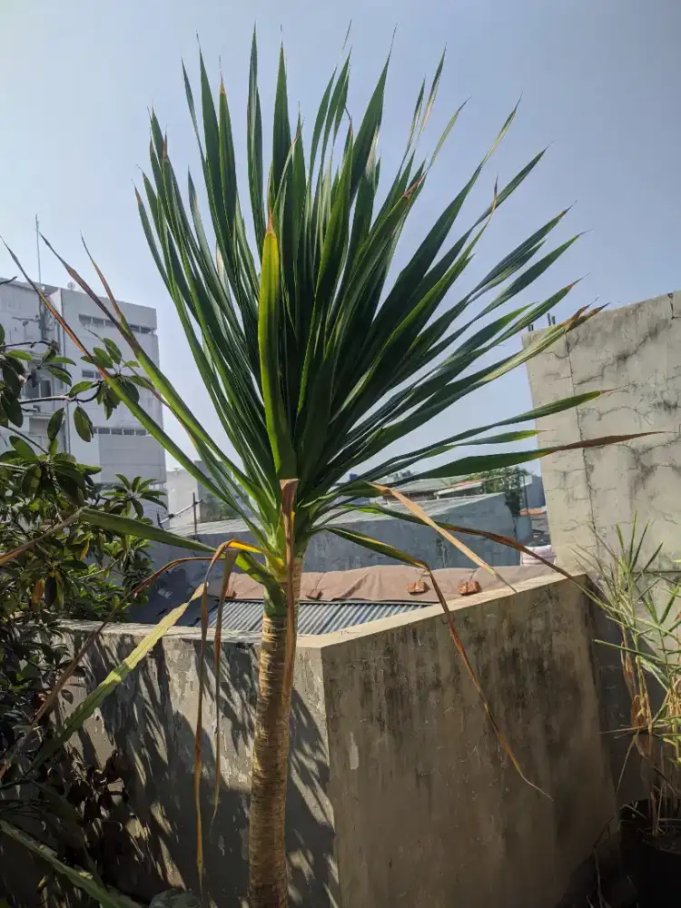 Jakbar Pandan Bali Tinggi 180cm