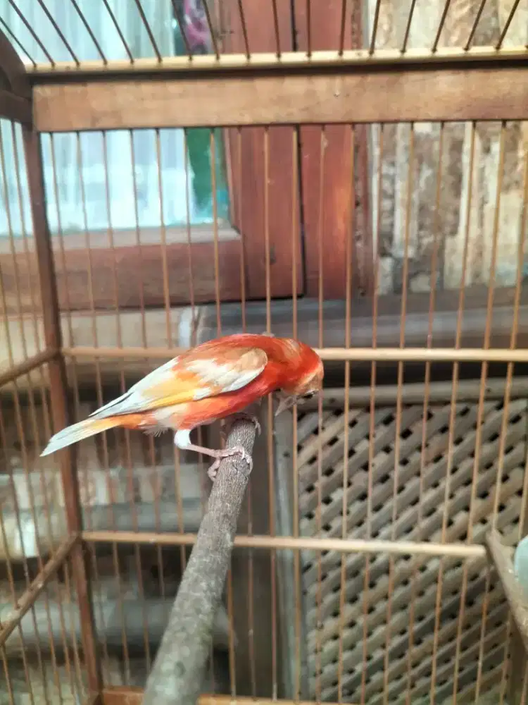 Burung siskin dobel dilute jantan suara ori