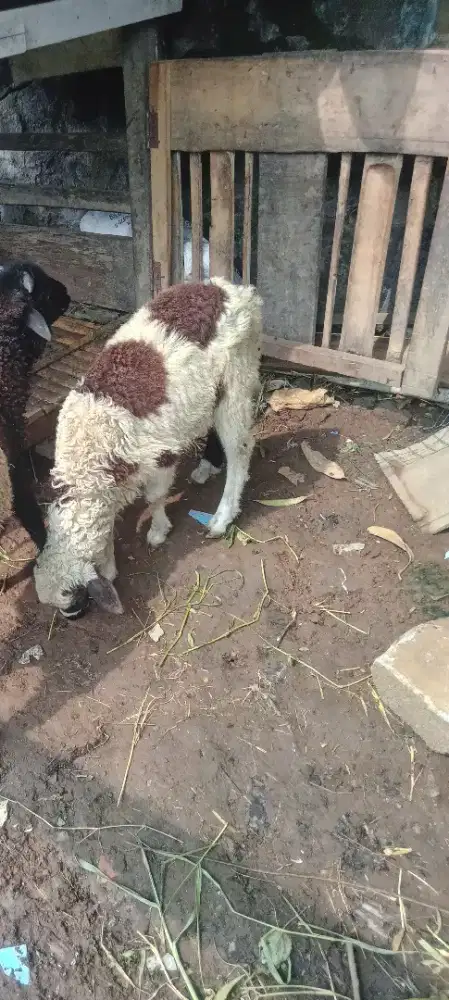 Anak domba betina gemoy lucu