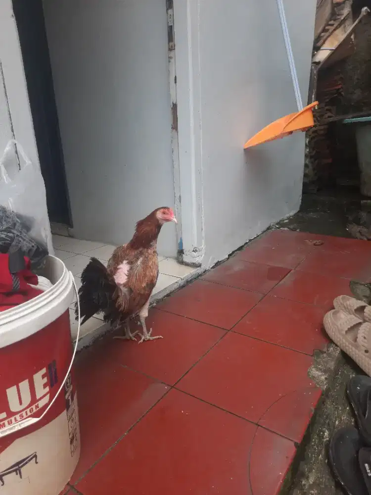 Ayam betina fillipin Ak47 siap produksi..