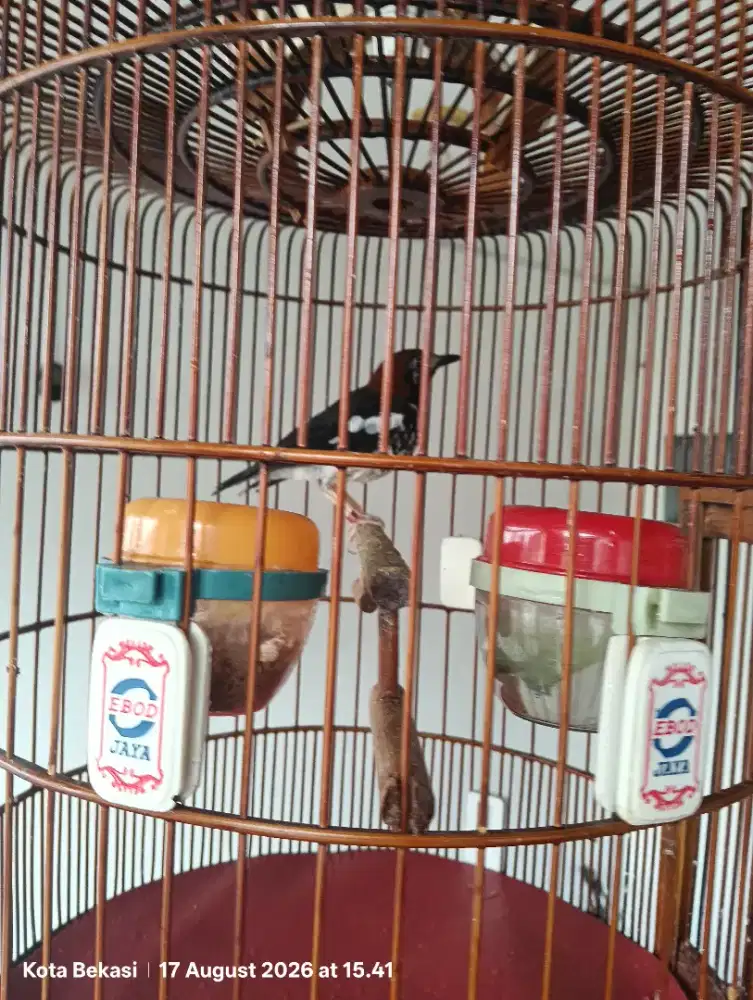 Jual burung anis kembang fullset