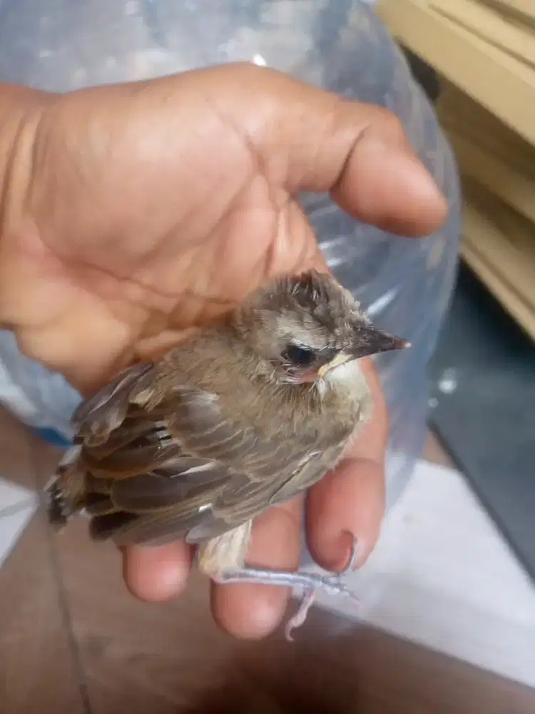 Lolohan burung crukcuk