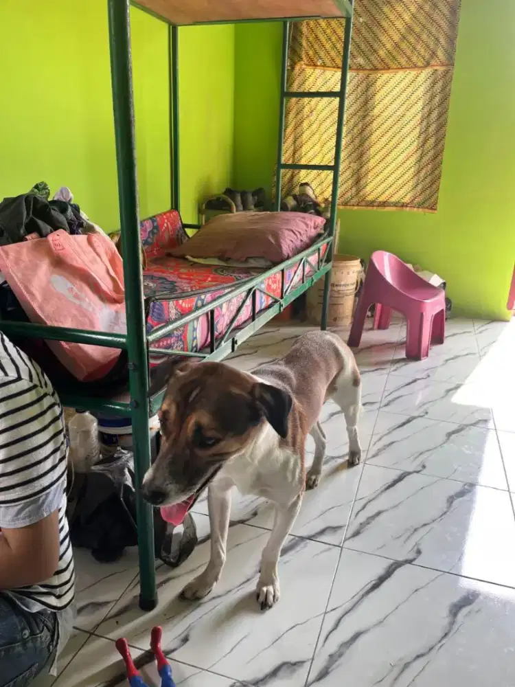Dijual induk anjing umur 1 tahun setengah