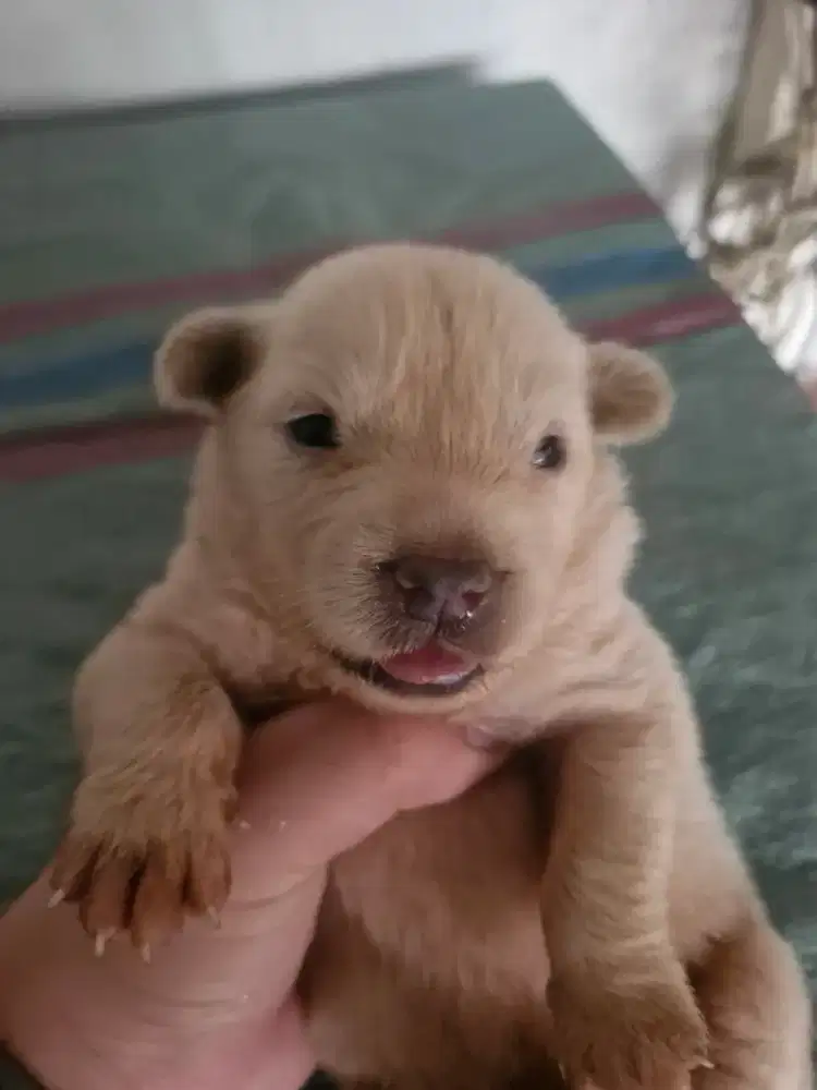 Anjing kintamani