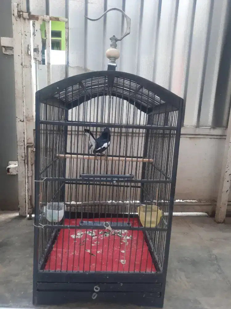 Burung kacer jantan gacor