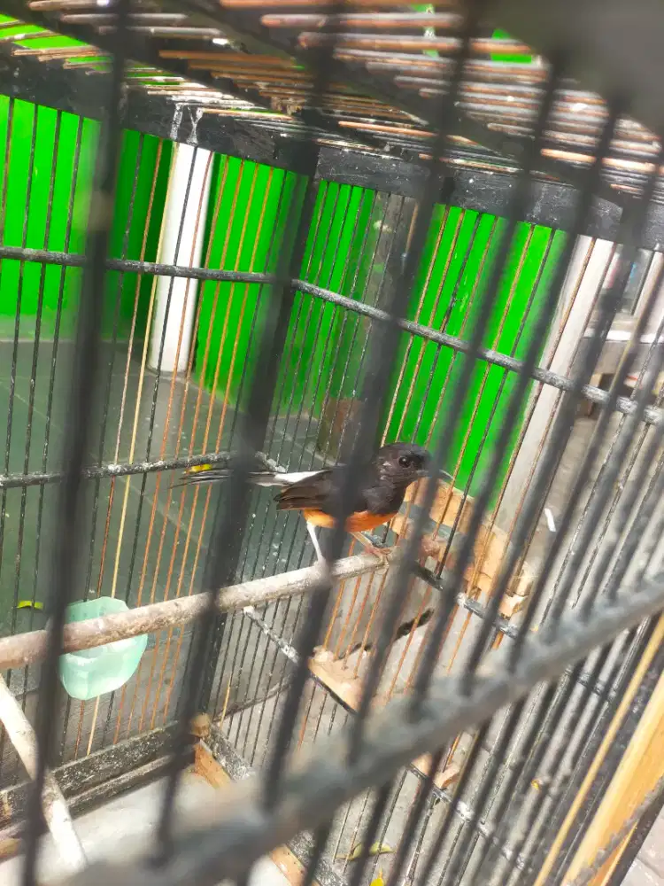 Murai batu betina