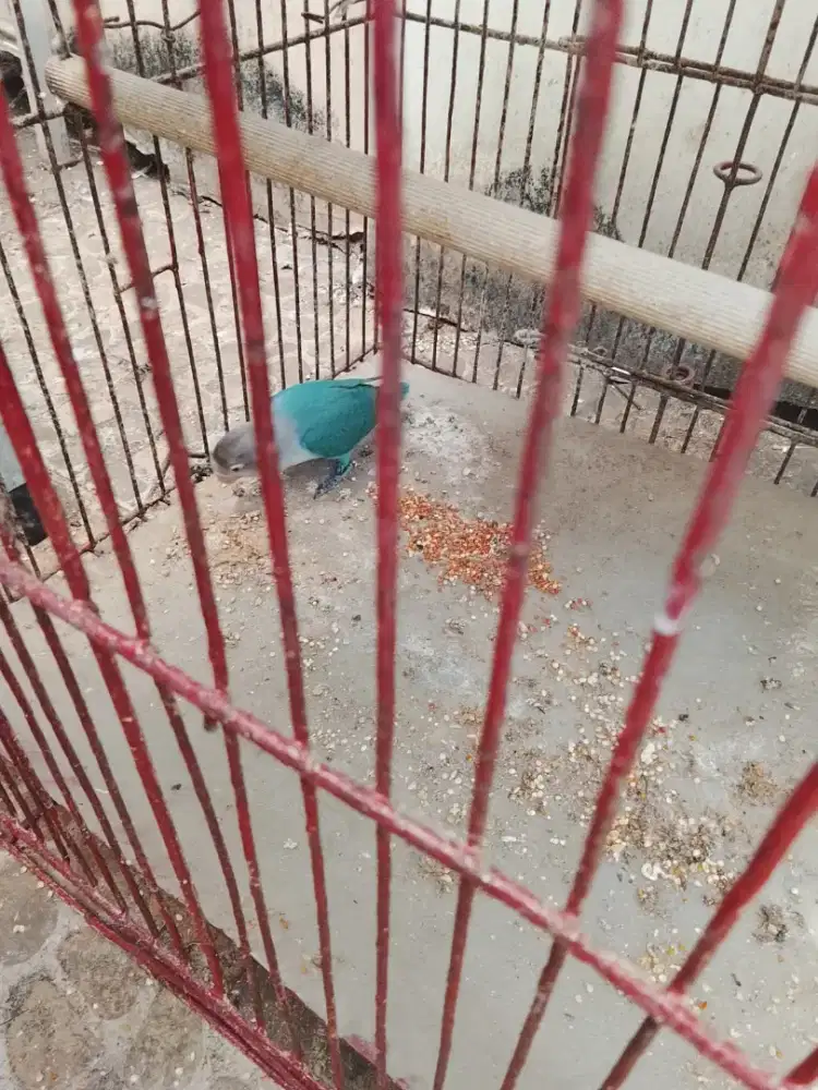 Jual burung lakbet