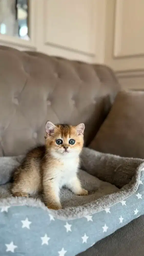british shorthair betina golden kitten