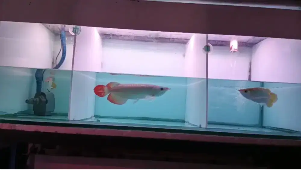 Arwana Super Red 32cm