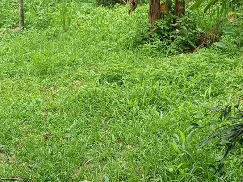 dijual tanah ceger bambu apus Jakarta Timur