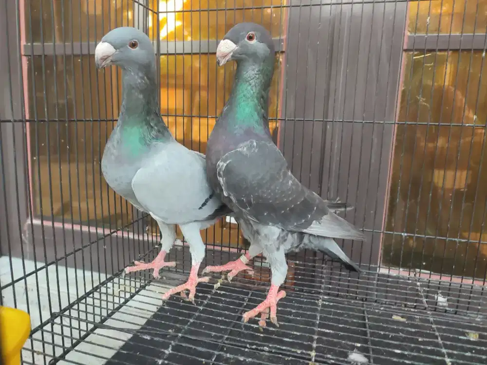 Merpati hias GBH induk baru jodoh