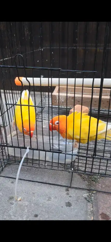 Lovebird Lutino Mata Merah Dewasa