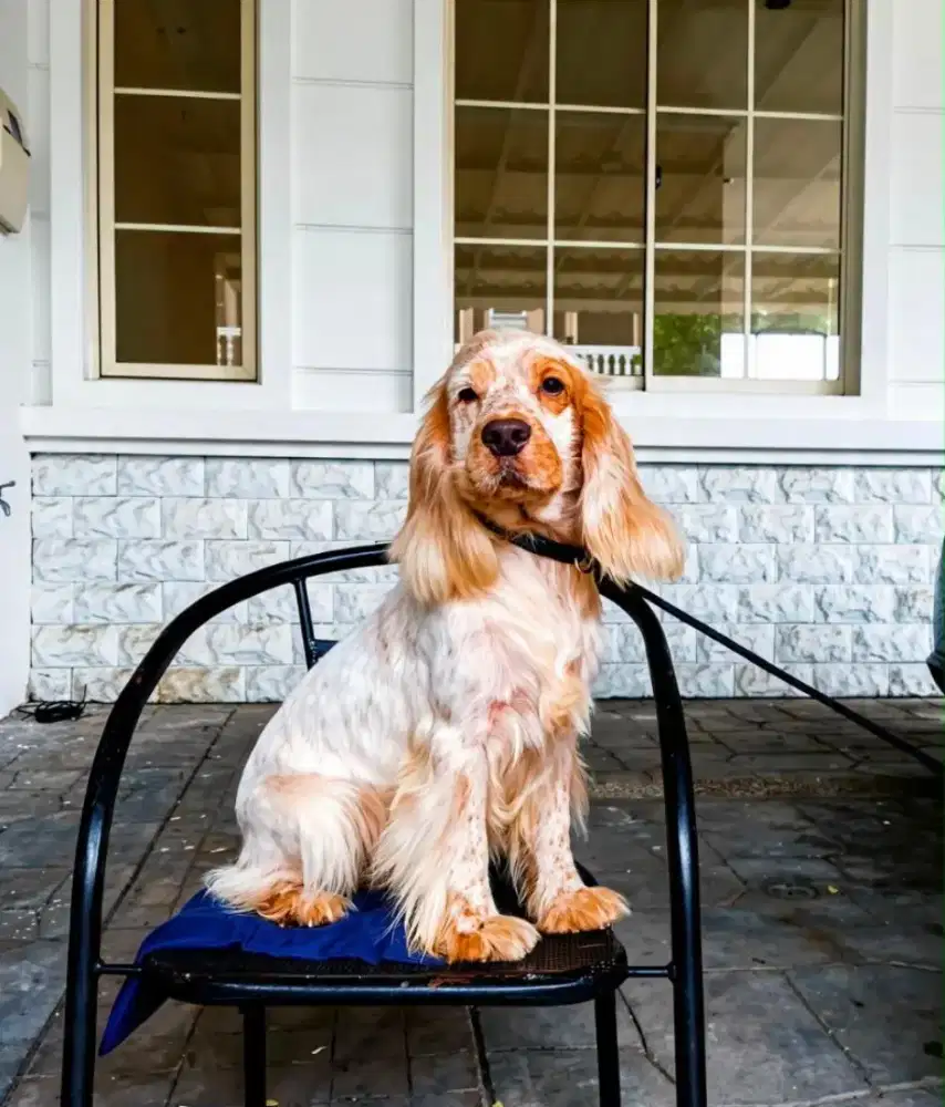English cocker spaniel jantan