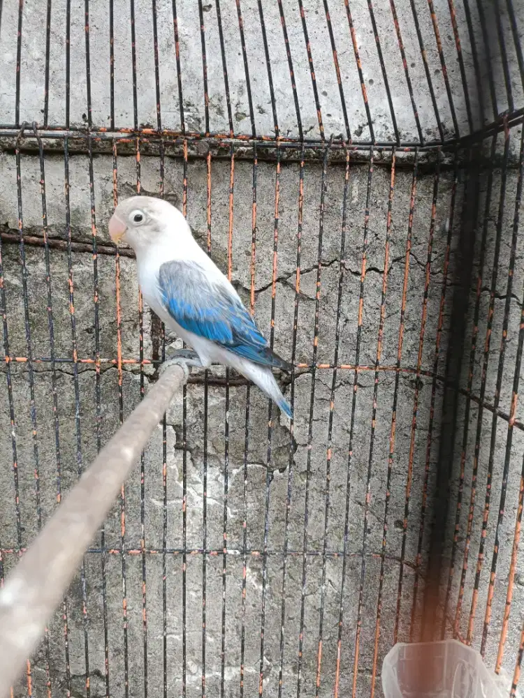 Lovebird balibu
