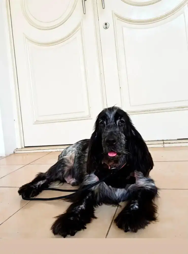 English cocker spaniel Jantan