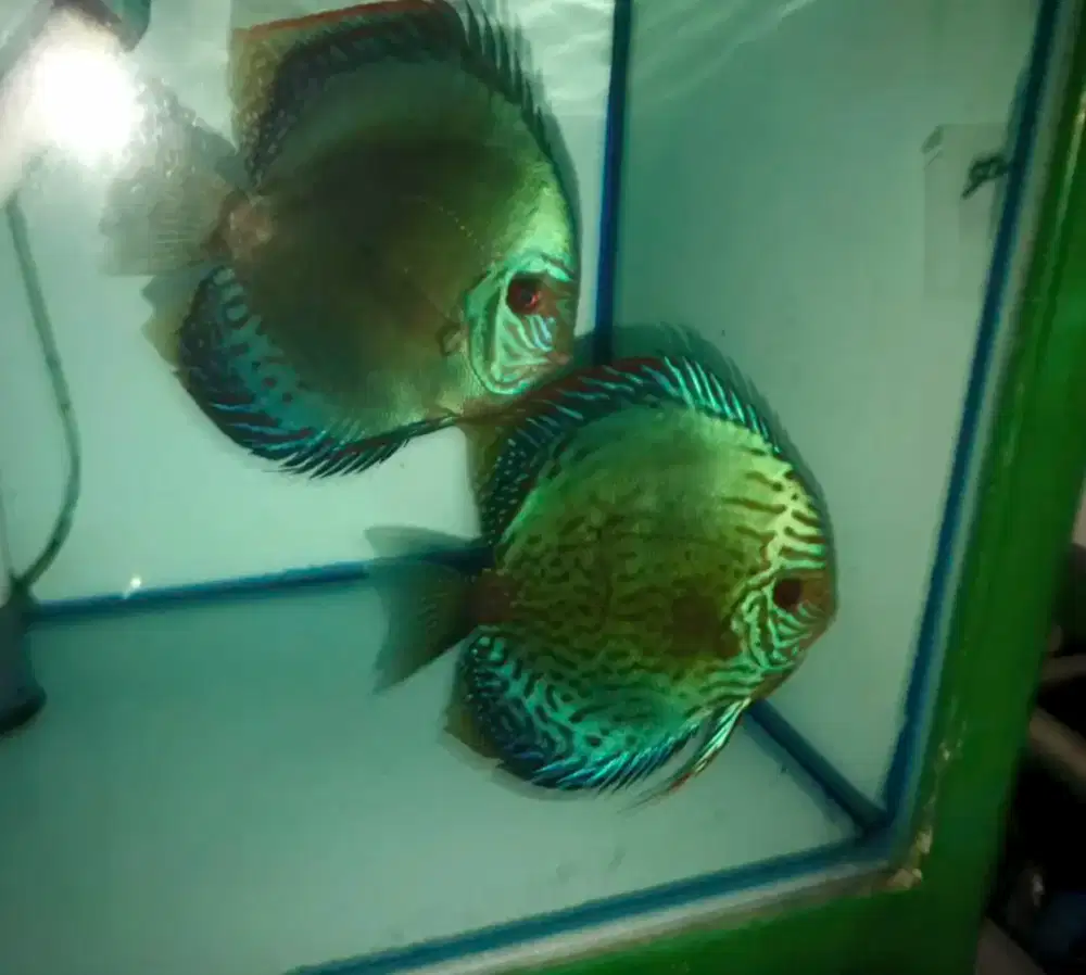 Ikan discus sepasang